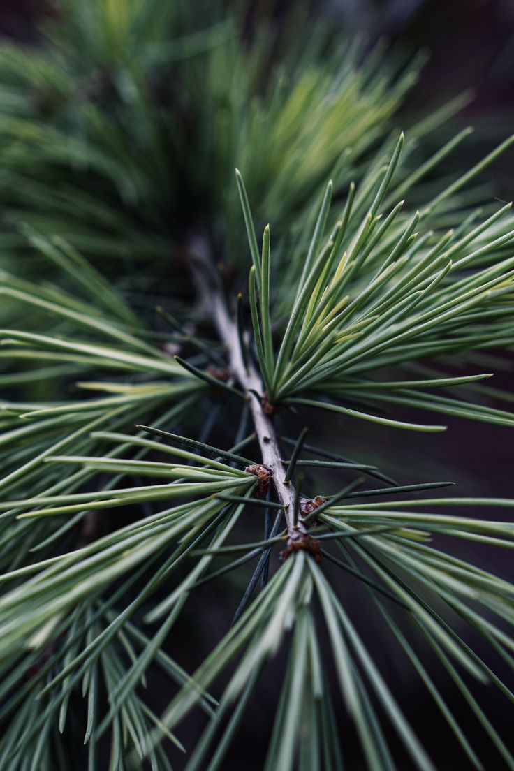 Fresh Pine